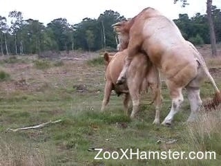 Cute cow getting savagely fucked by an assertive bull