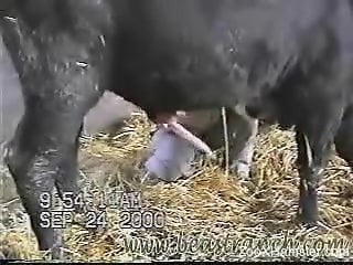 Bull's big dick gets stroked by a horny zoophile