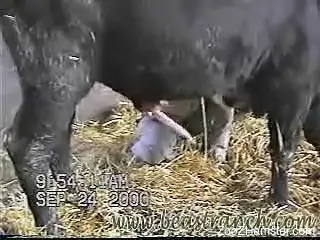 Bull's big dick gets stroked by a horny zoophile