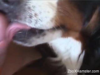 Submissive dog licking this dude's huge cock
