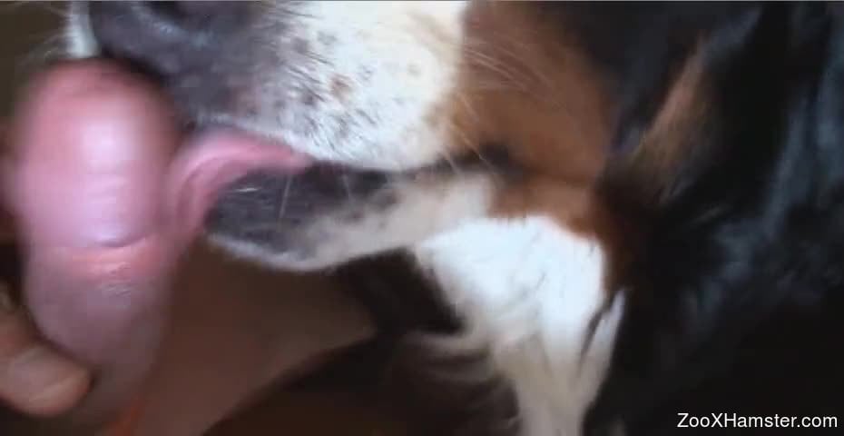 Dog Porn Huge Dick - Submissive dog licking this dude's huge cock
