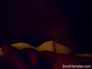 Close up shot of a zoohiple and his suckable cock