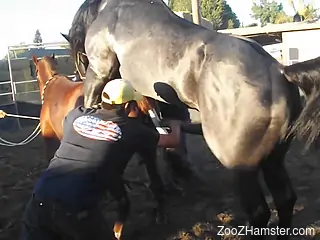 Sexy mare's pussy gets ripped by a huge stallion cock