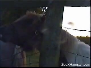 Farm animal licking ass and filmed by someone