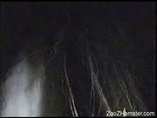 Animal filmed by a fearless and kinky zoophile
