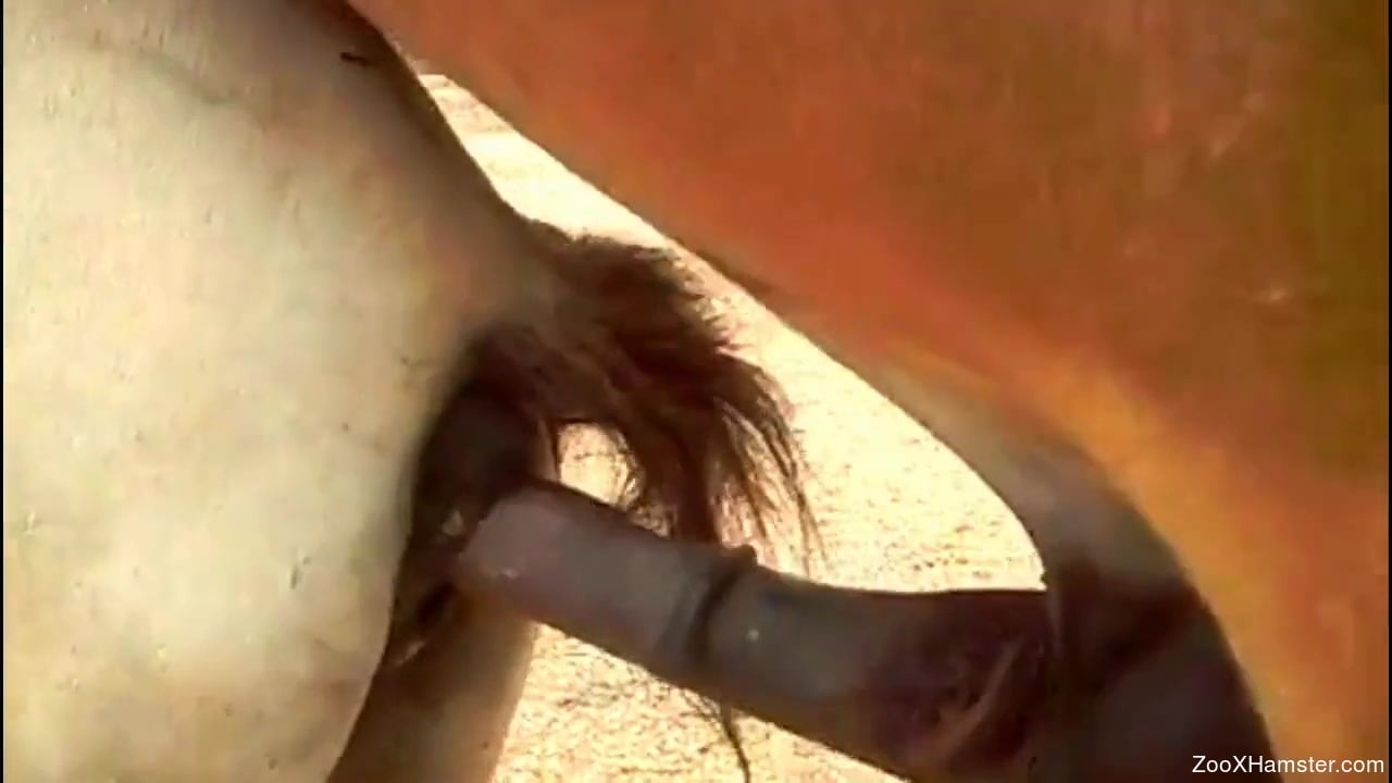 Pounding white mare horse pussy