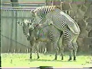 Two zebras enjoying hardcore fucking outdoors