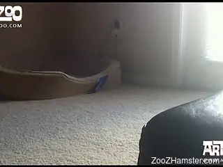 Dog with a small cock drilling a beauty on all fours