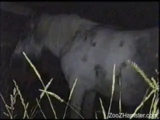 Horse is peacefully chilling while someone films him