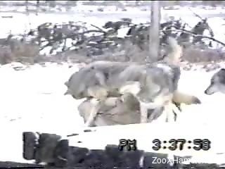 Voyeur video featuring two wolf couples fucking