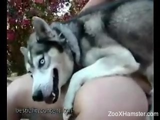 Husky dog fucking a submissive blonde on all fours
