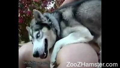 Zoo K9 Lady Pig Porn Yasmin Ariel Zoofilia Zootube Videos