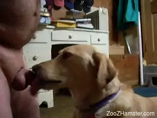 Cock ring dude gets a blowjob from a sexy pooch