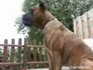 BDSM gear hottie getting tongued by a kinky dog