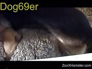 Horny guy makes his dog fuck a sexy sheep from behind