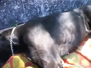 Brunette with a trimmed pussy fucked by a kinky black dog