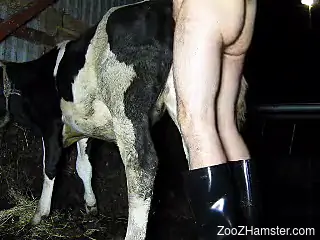 Horny cow gets her pussy gaped by a raging zoophile