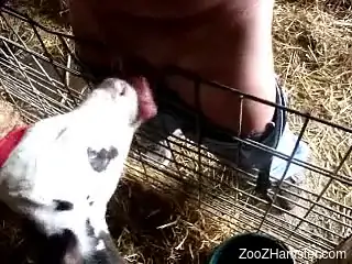 Dude face-fucking a cow through the metallic bars