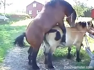 Two sex-crazed horses fuck each other outdoors