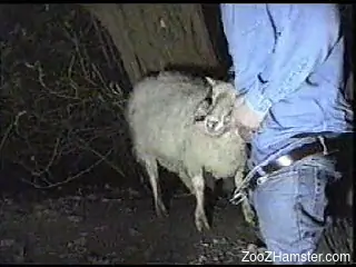 Denim-clad zoophile fucking a sheep's sexy throat