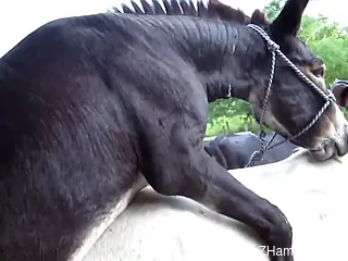 Black horse fucking a tight white mare from behind
