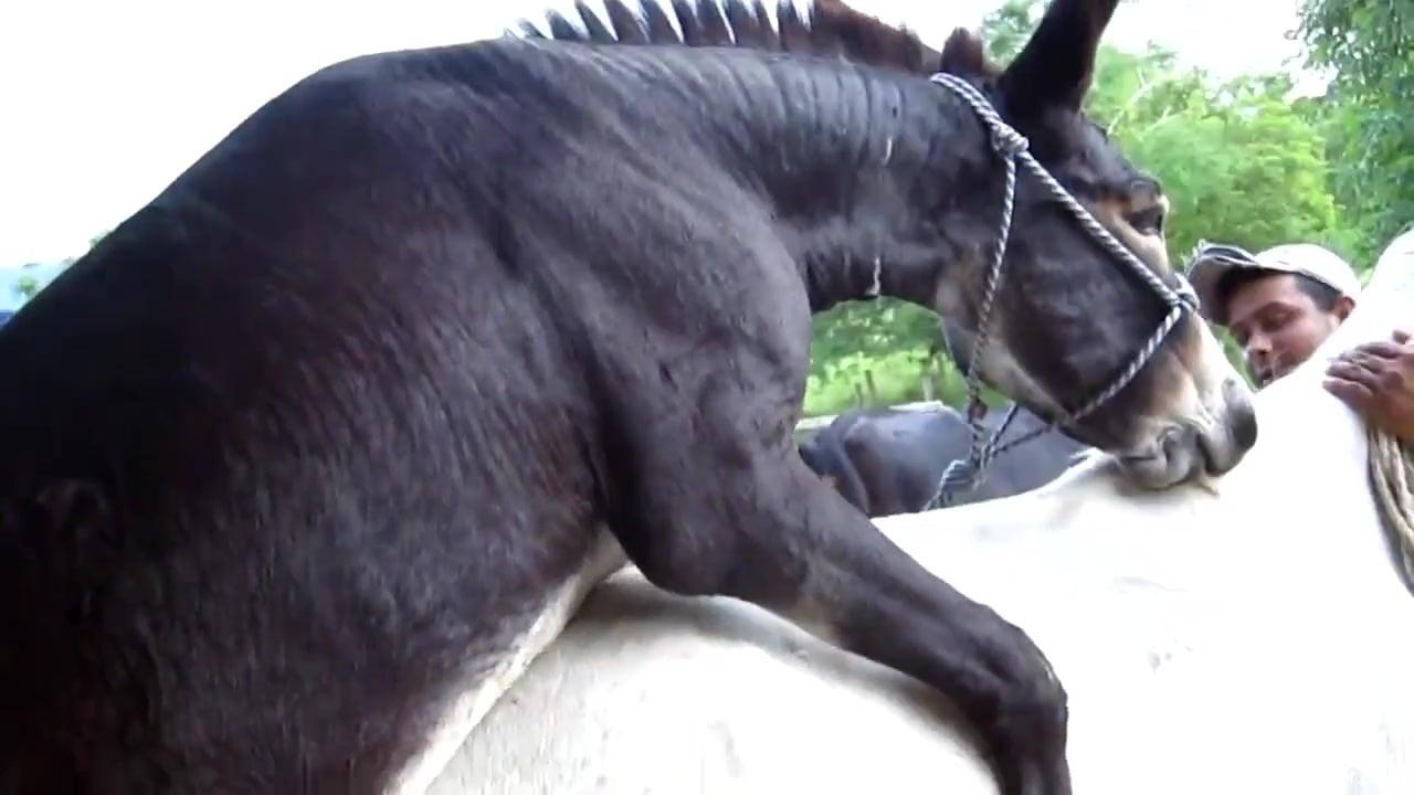 Black Stallion Horse Porn - Black horse fucking a tight white mare from behind