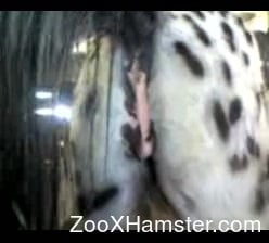 Horse Pussy