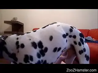 Slave girl shows that she swallowed all the dog cum