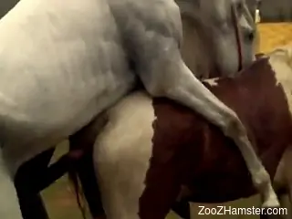 Two horses fucking like crazy in an outdoor video