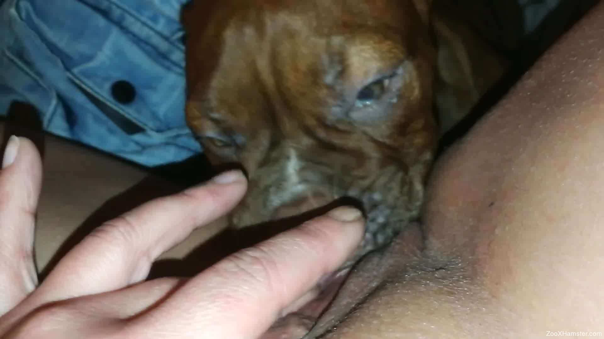 Dog eating pussy