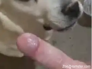 Dude gets a nice blowjob from a very kinky dog