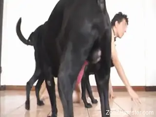 Horny zoophile wearing a collar is fucking two dogs