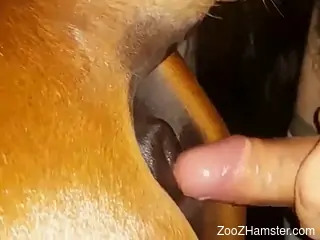 Dude penetrates a mare's welcoming pussy from behind