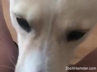 White dog eating the owner's succulent pussy in POV