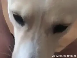 White dog eating the owner's succulent pussy in POV