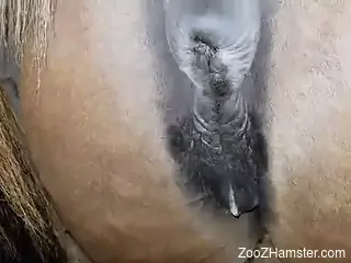 Dude bangs a mare's hot cunt and creampies it
