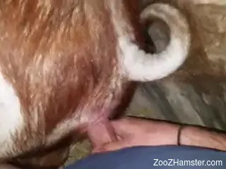 Horny guy fucks a sexy brown animal from behind