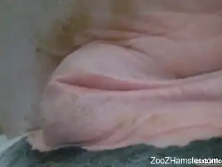 Slave dude with a collar fisting a mare's hot pussy