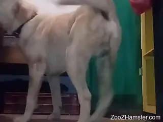 Hardcore anal sex with a chubby gay zoophile