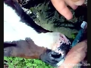 Dude gets his hairy cock sucked by a sexy cow