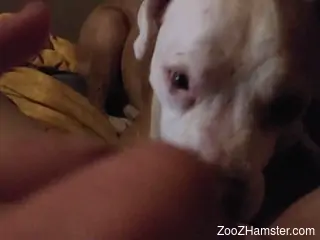 POV pussy eating from a very kinky pussy hound