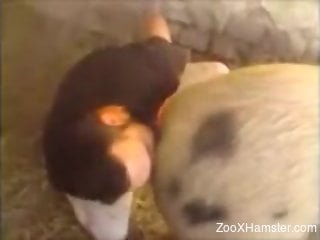 Horny farmer happily eating a pig's juicy pussy