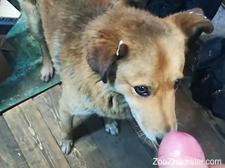 Horny guy gets a nice blowjob from his cute dog