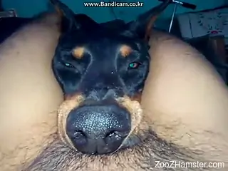 Horny dog has to choke on this dude's huge boner