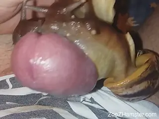Snails cover his cock in their sticky goo (POV XXX)