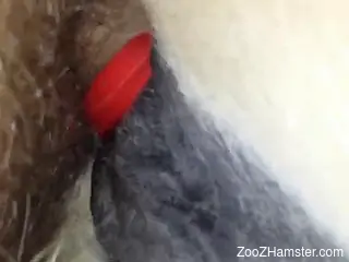 Dude fucking a mare's hairy pussy from behind
