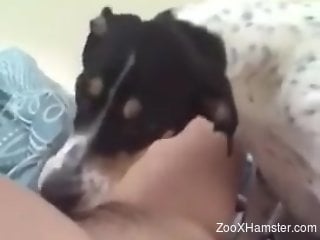 Amateur pussy gets licked and then fucked violently