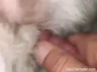 Close-up porn video focusing on an animal's pussy