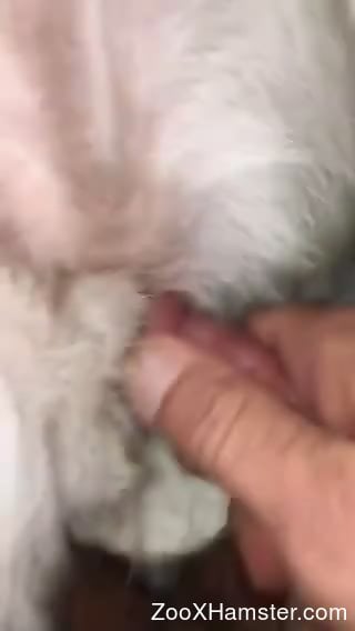 Animal Pussy - Close-up porn video focusing on an animal's pussy