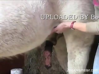 Dude jerks a horse's hot cock in a free zoo porn vid